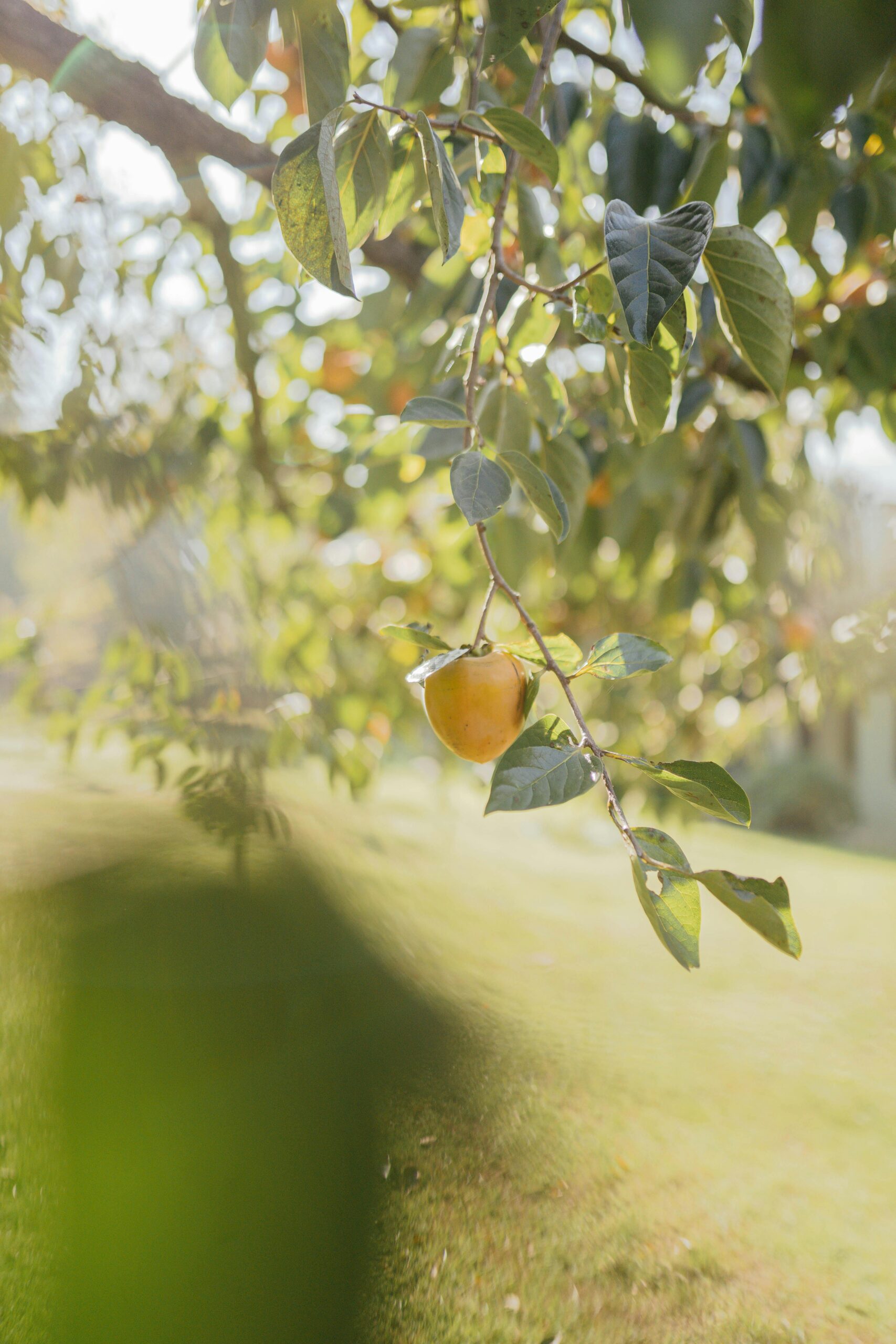 A ripe apple hanging from a tree branch with sunlight filtering through the leaves.